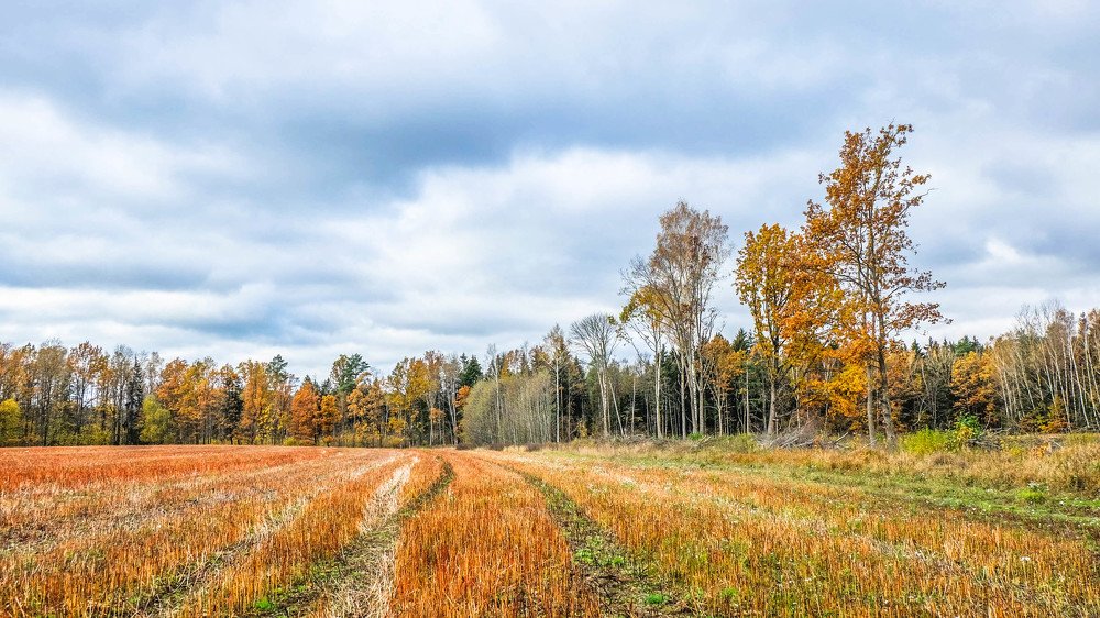 Фотография автора Александр Буренко