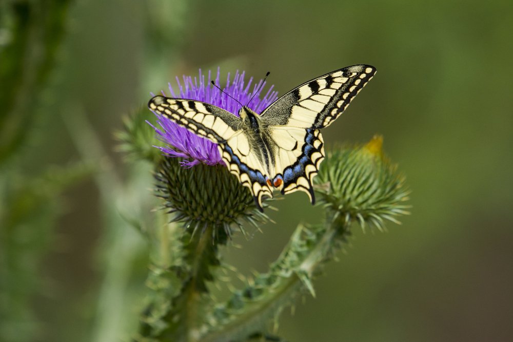 Photograph by Predrag Kostin