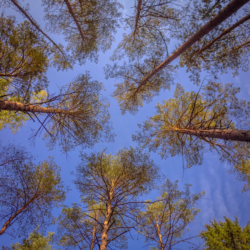 Photograph by Дмитрий Котов