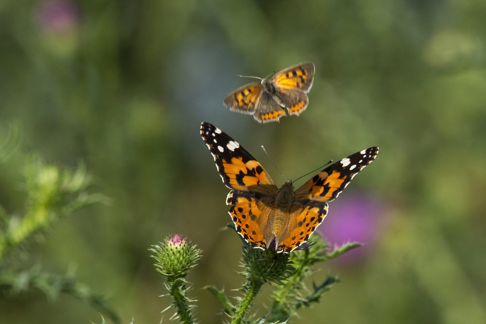 Photograph by Predrag Kostin