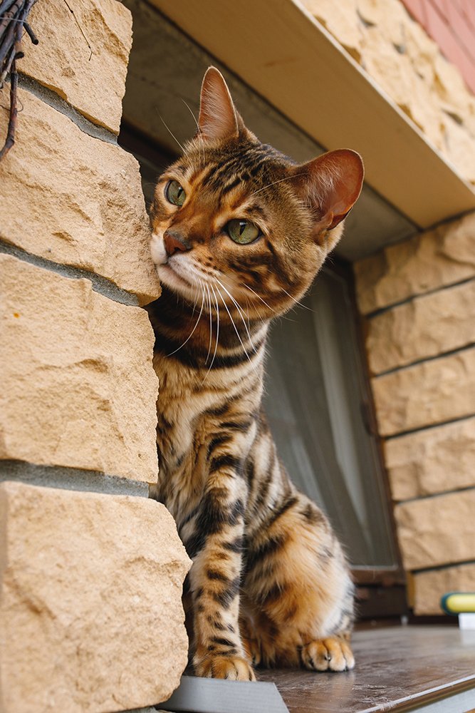 Фотография автора Тема Цезарь