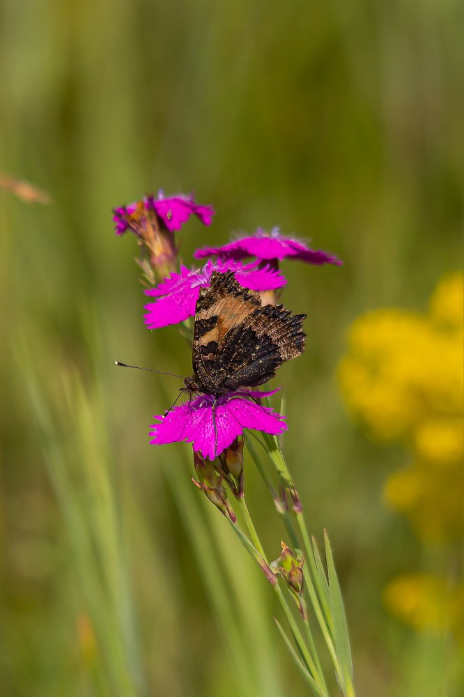 Photograph by Дмитрий Чудинин