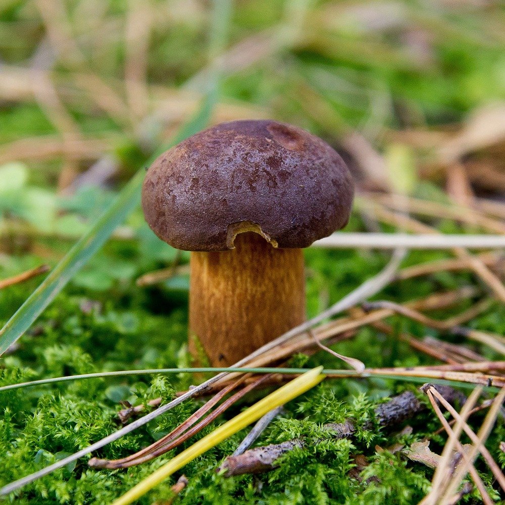 Photograph by Елена Кондратьева