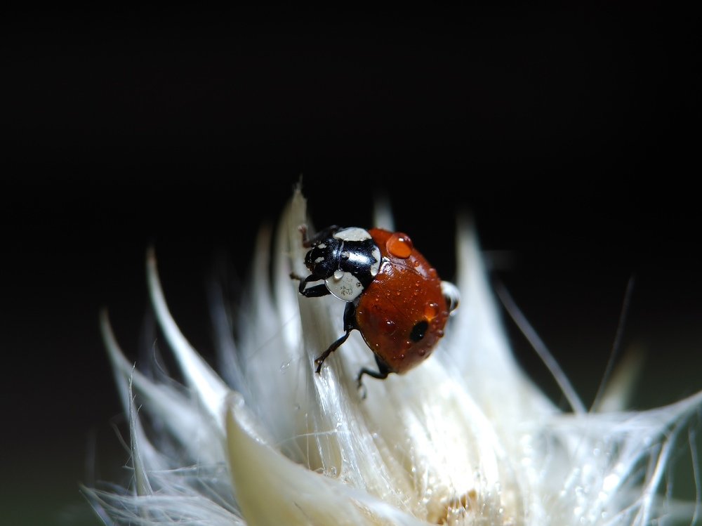Lady in red with black polka dots