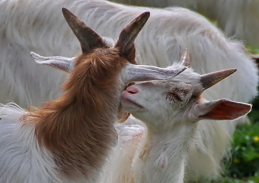Я пошепчу тебе на ушко.