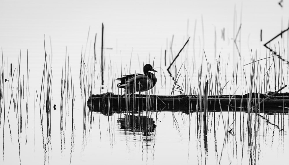 Photograph by Сергей Басов