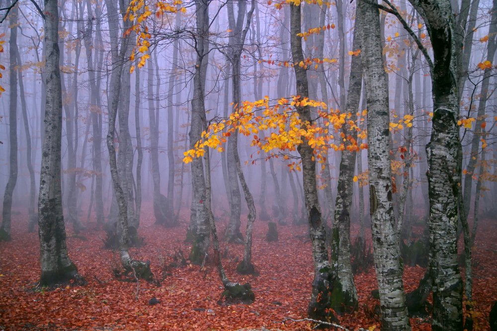 Photograph by Александр Столяров