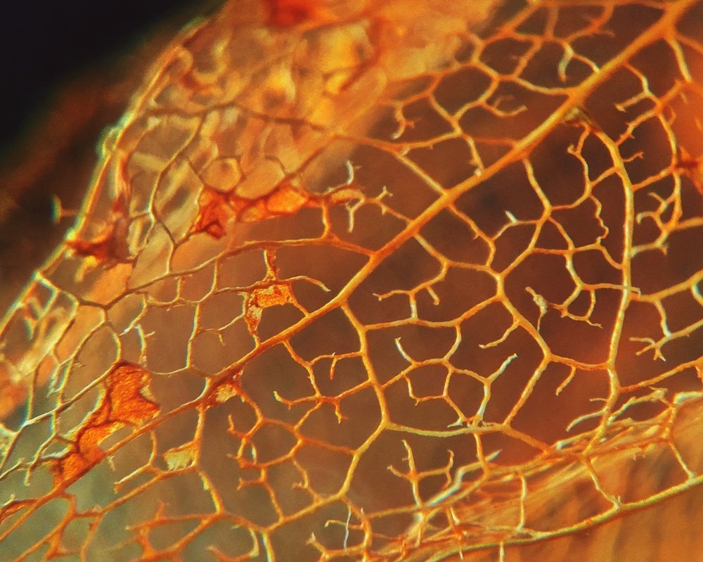 Photograph by Алеся Писнова