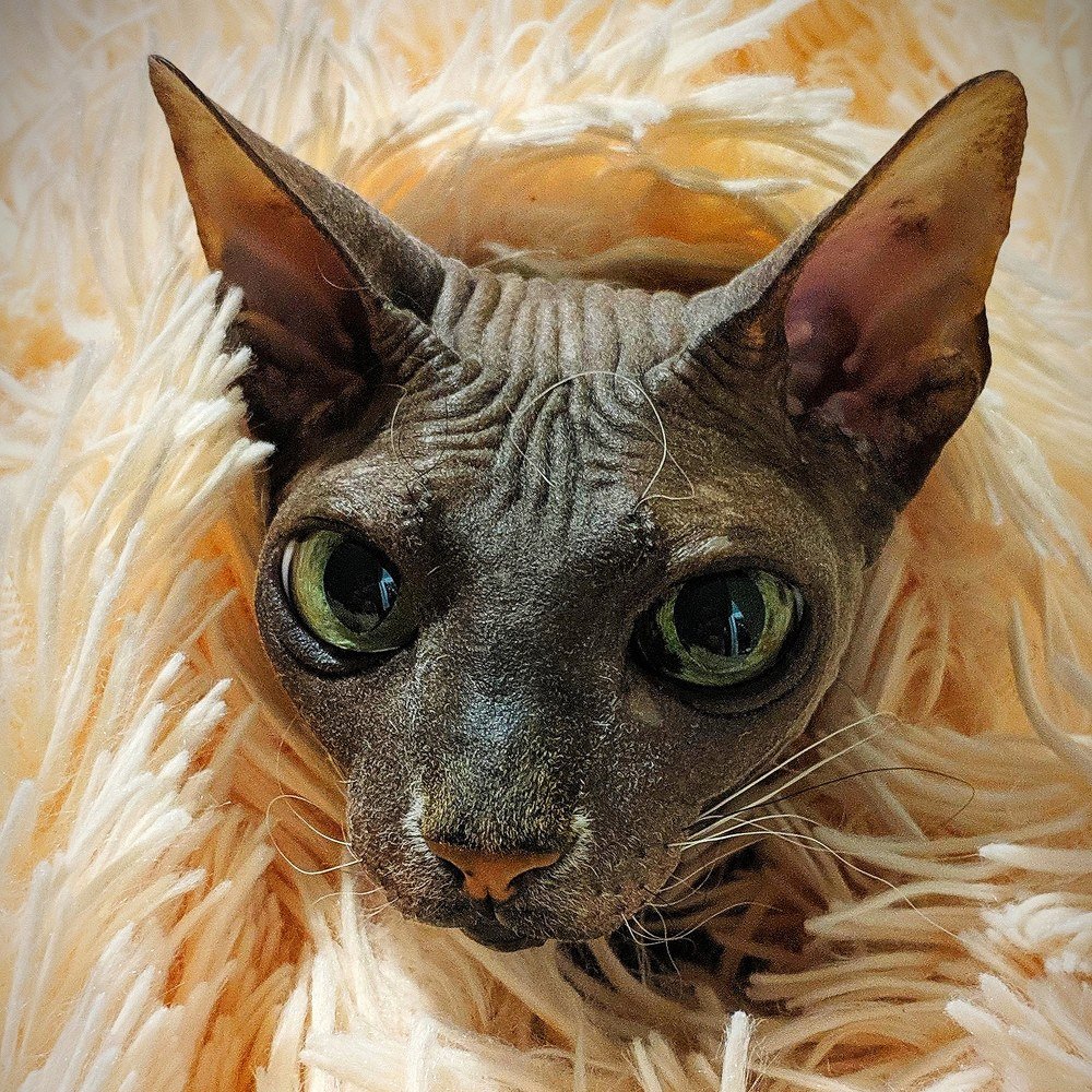 Фотография автора Алексей Новиков