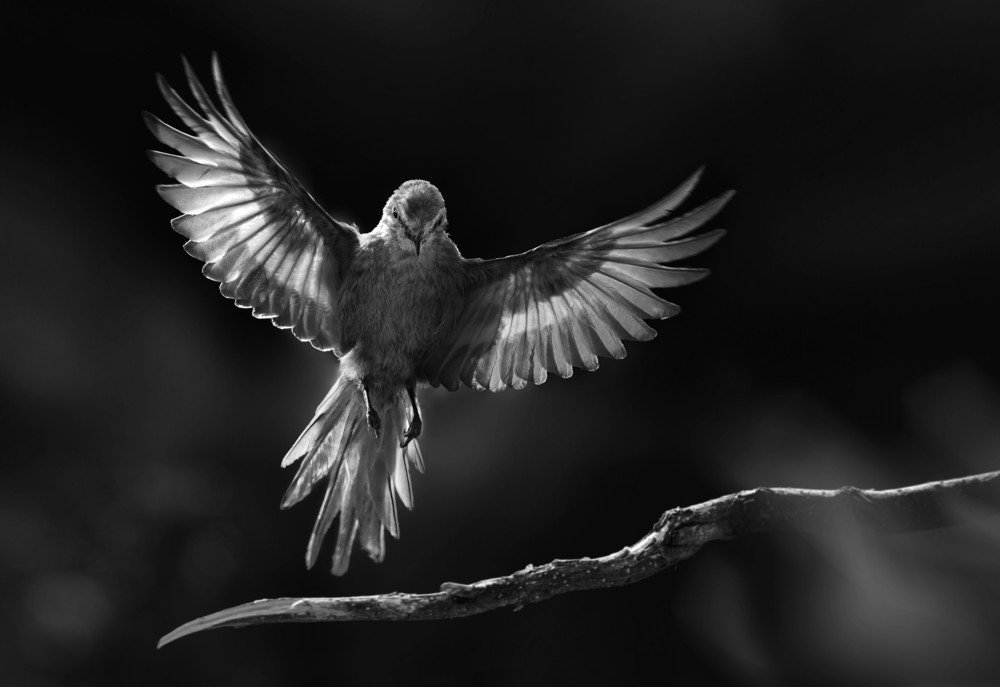 Photograph by Eduardo Modolo