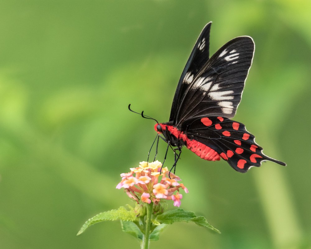 Crimson rose butterfly