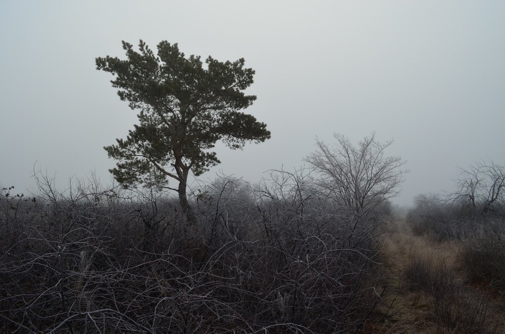 Photograph by Юрий Курынов