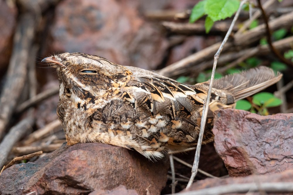 Indian Nightjar