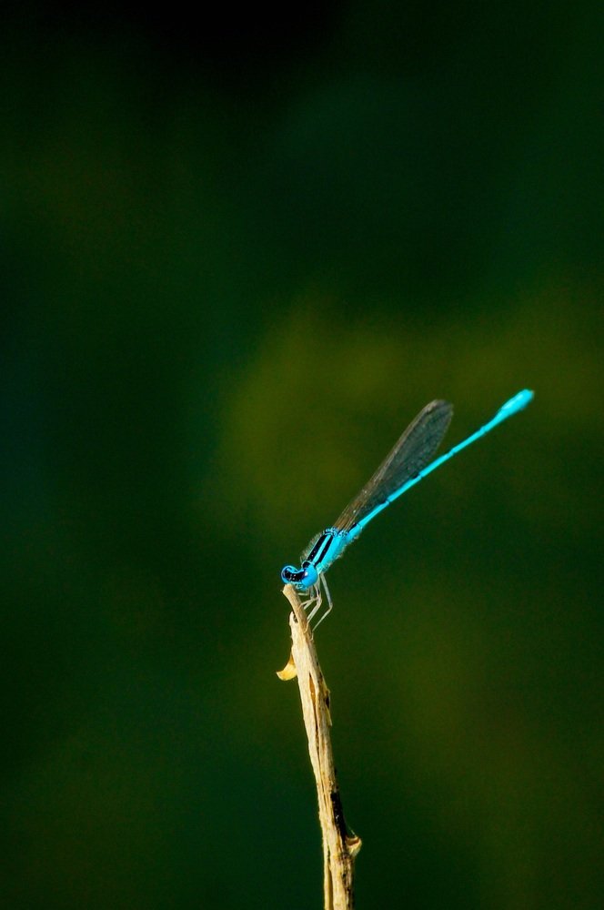 Photograph by Sajith k