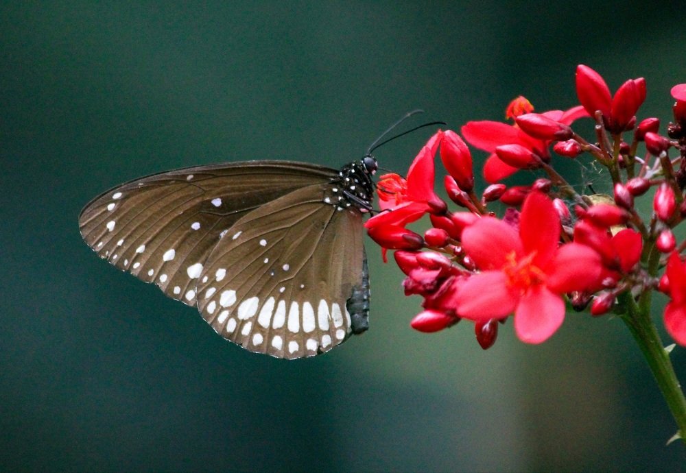 Photograph by Sajith k