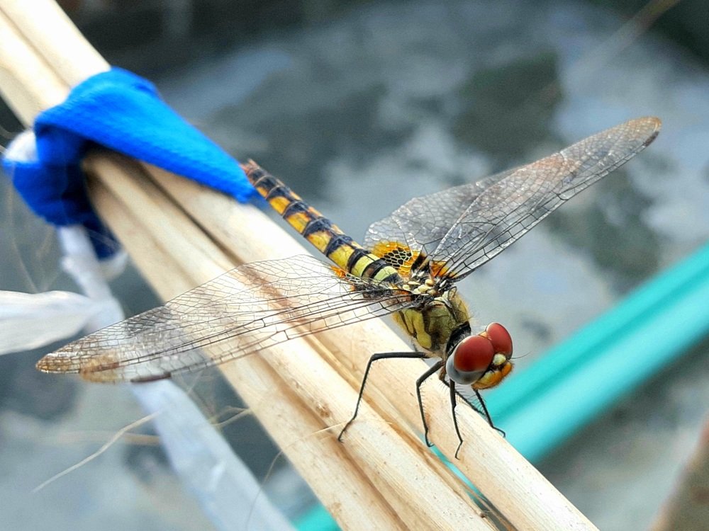 Photograph by Hasibul Islam