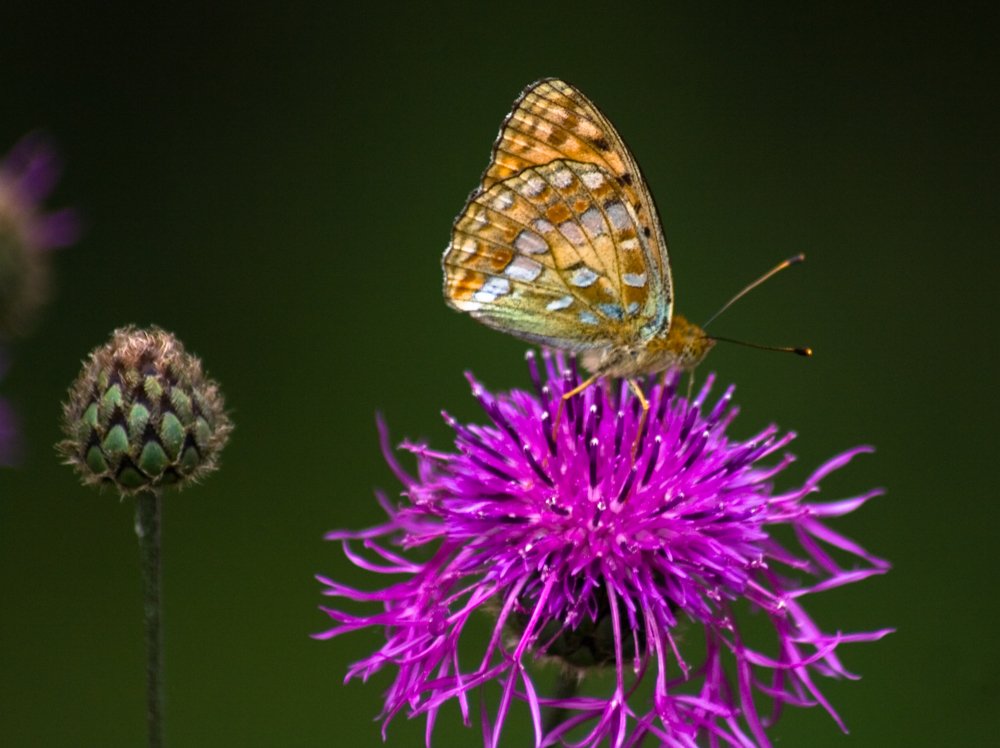 Photograph by коллега