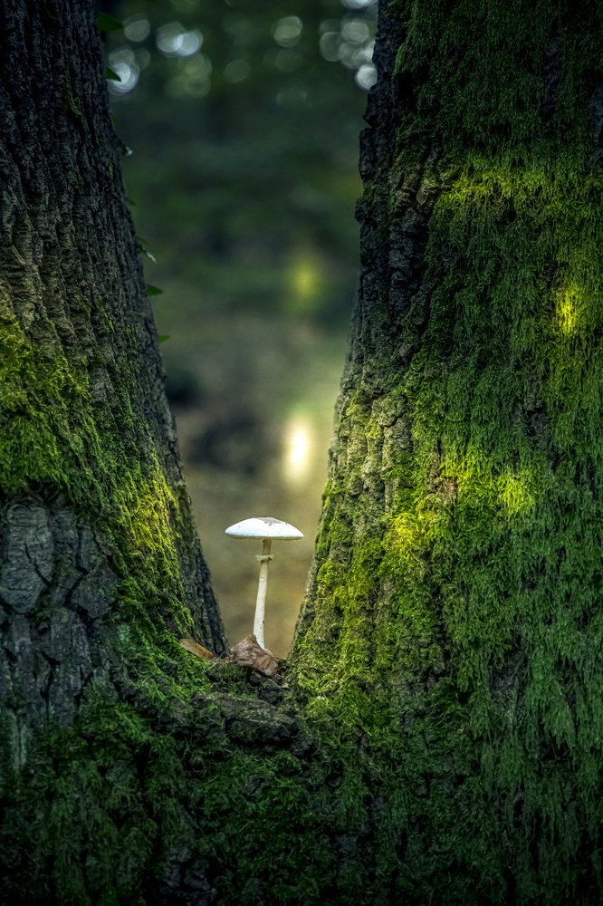 Photograph by Constantin Lazar