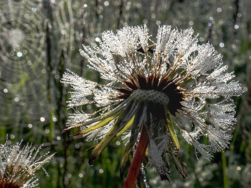 Photograph by mikhail goryachev
