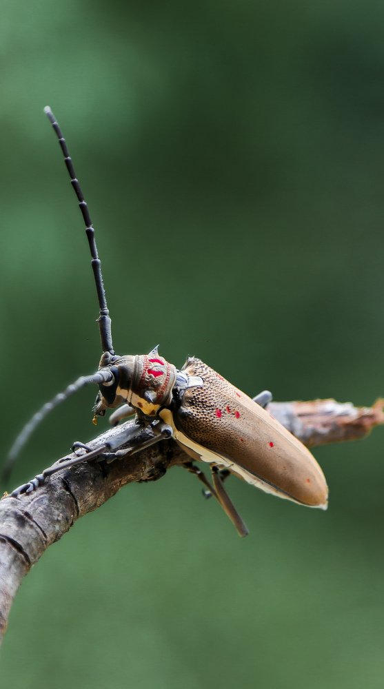 Photograph by Indunil Madusanka