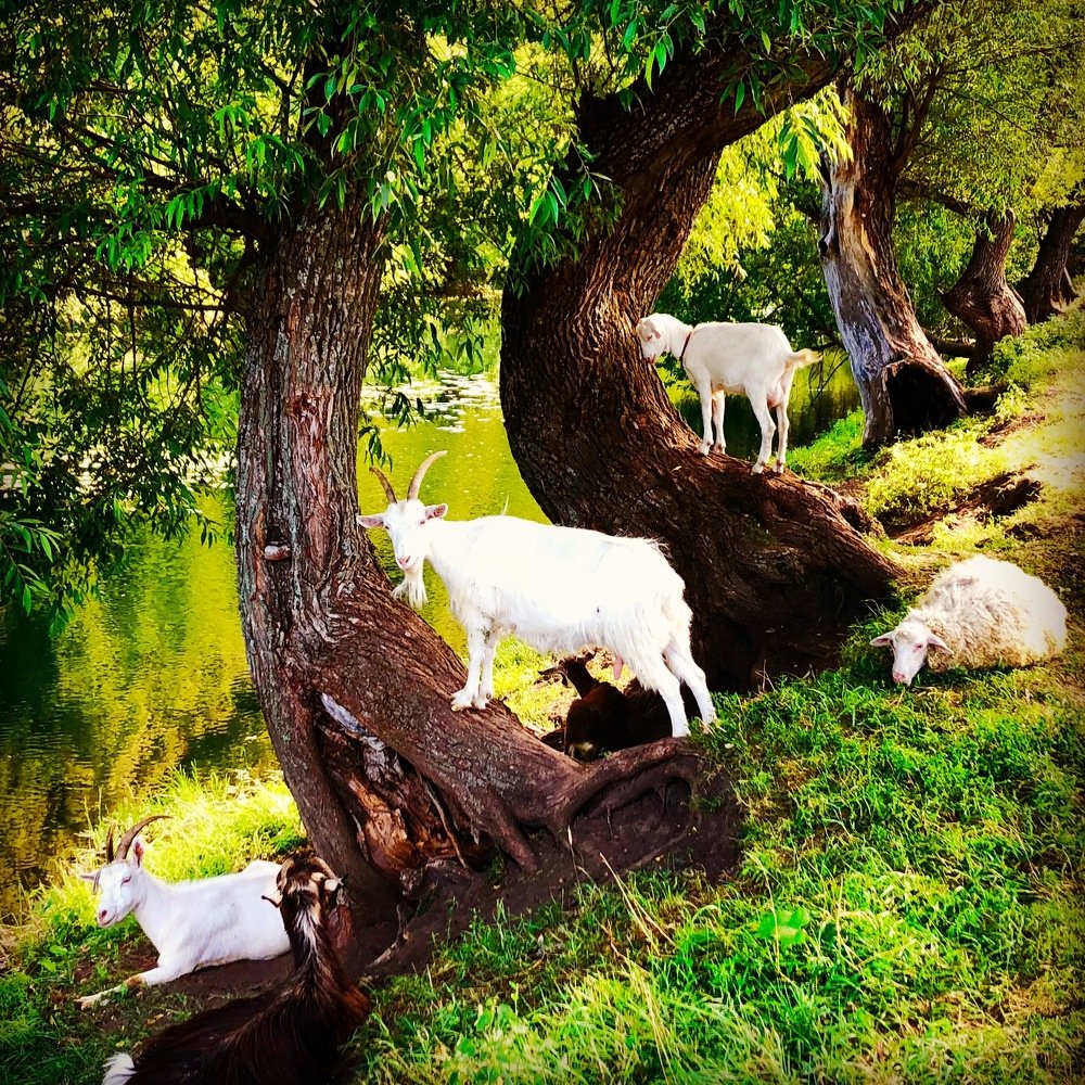 Photograph by Ирина Шипулина