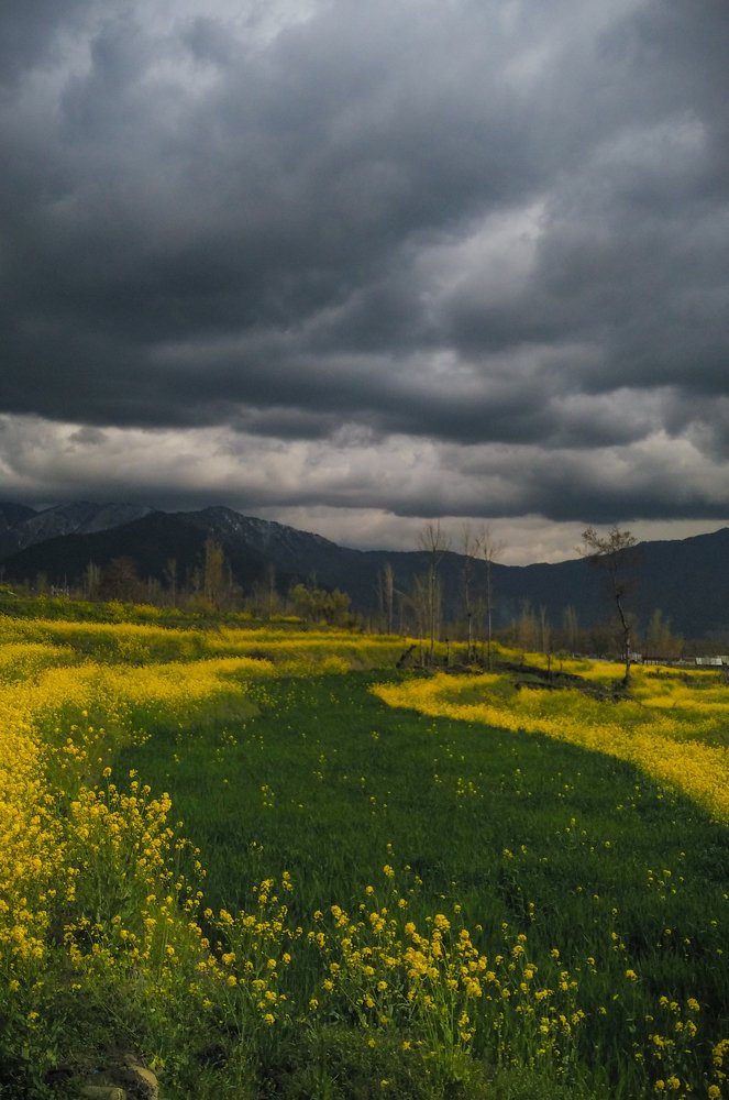 Spring Season in Kashmir