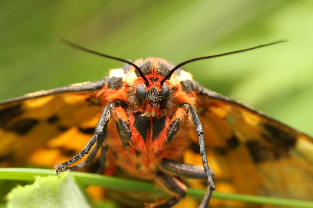 Photograph by Евгений Безгребельный