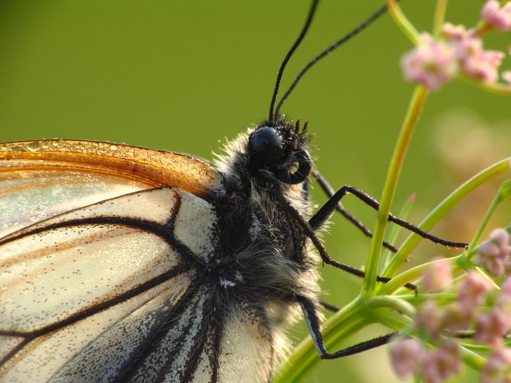 Photograph by Евгений Безгребельный