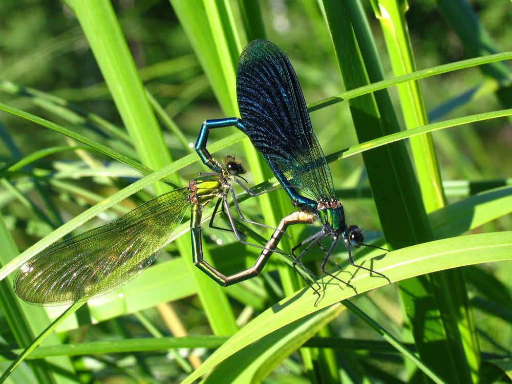 Photograph by Евгений Безгребельный
