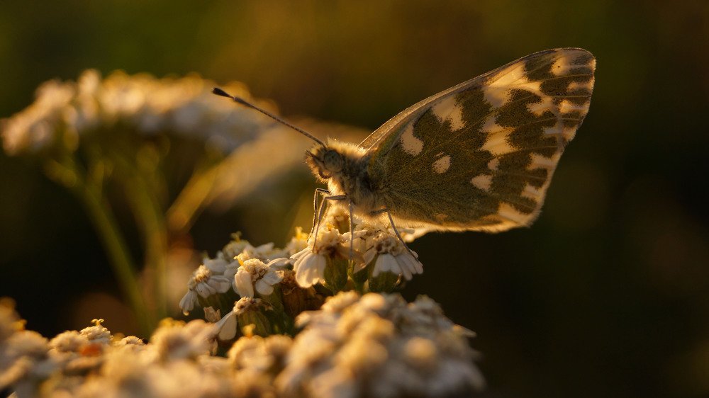 Фотография автора Степан Давыдов