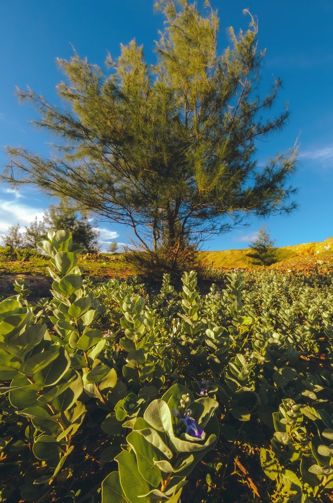 Photograph by Dao Duc