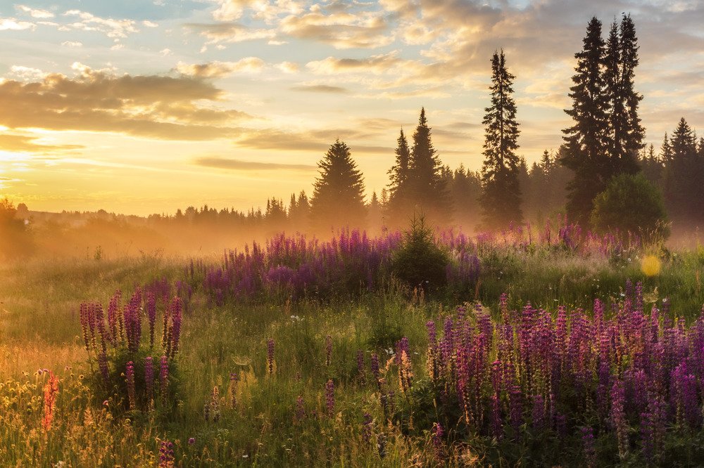 Утро на лугу