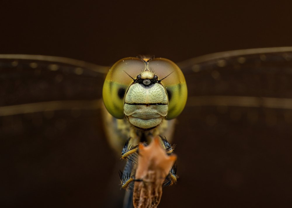 Photograph by Manjunath Acharya