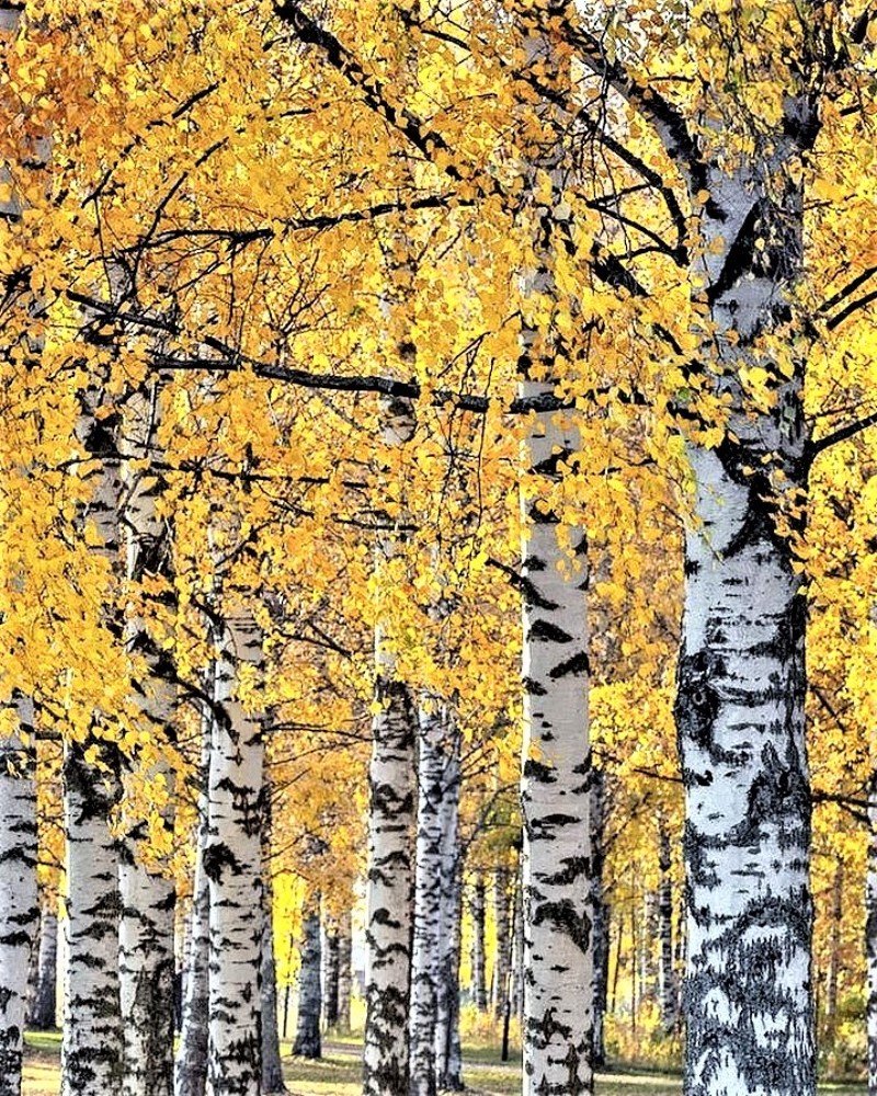 Photograph by Галина