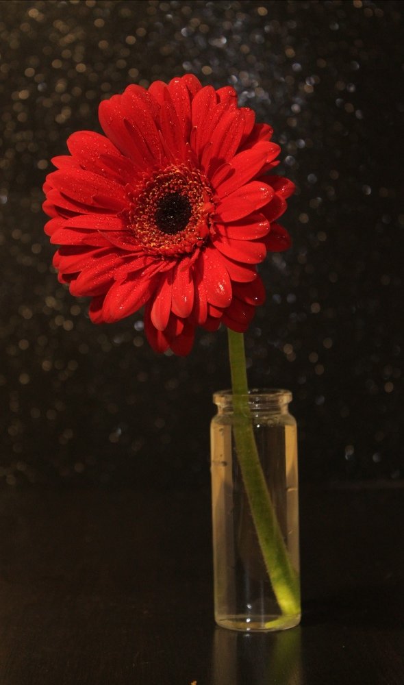 Красная гербера