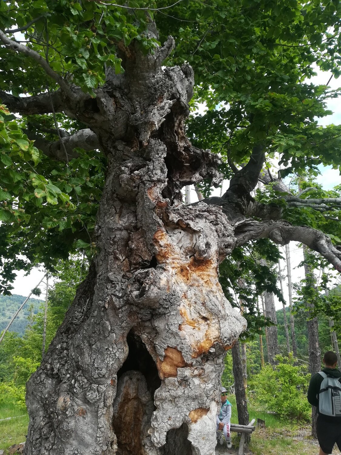 Nature creatures