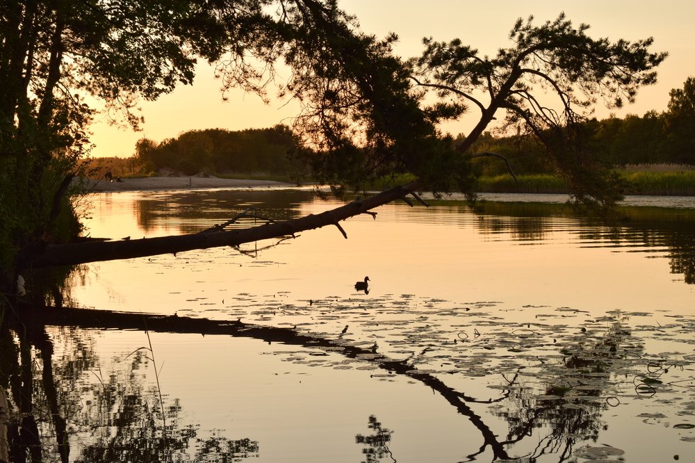 Photograph by Елена Викторовна Богданова