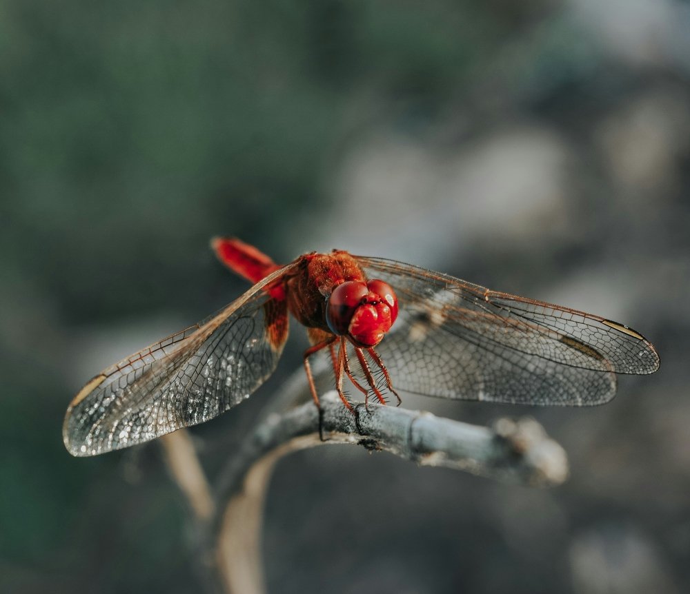 Фотография автора Ashraf Muhamed