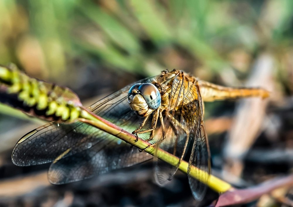 Фотография автора Ashraf Muhamed