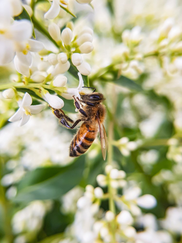 Трудолюбивая пчела