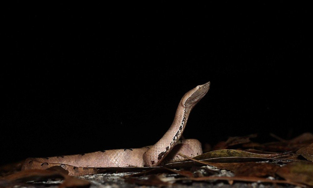 Photograph by prabhakar Gujjarappa