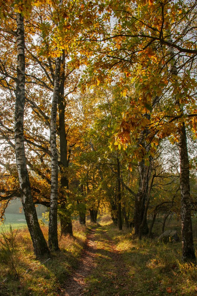 Осеннею тропой.