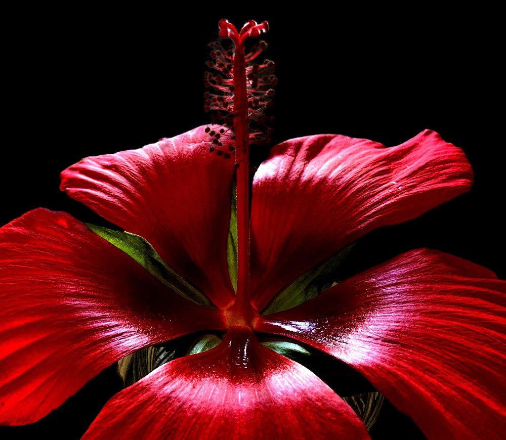 Red flower