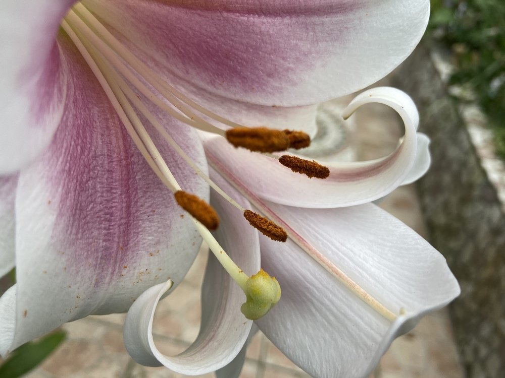 Pastel colour flower