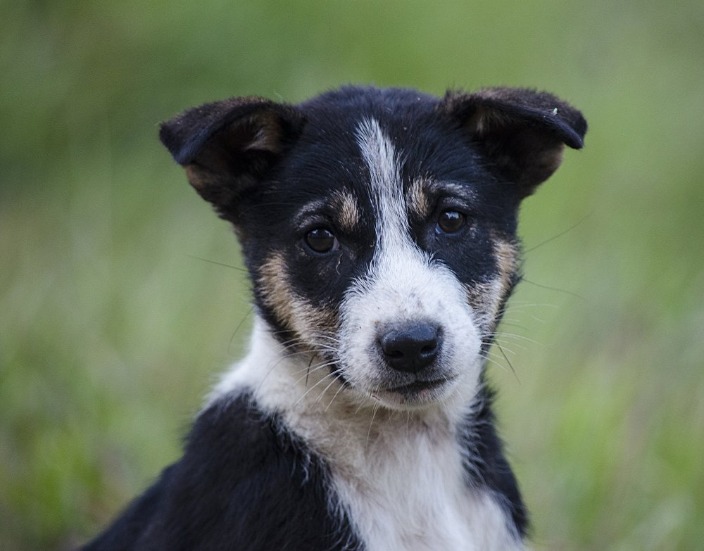 Photograph by A. M. Shafiqul Islam