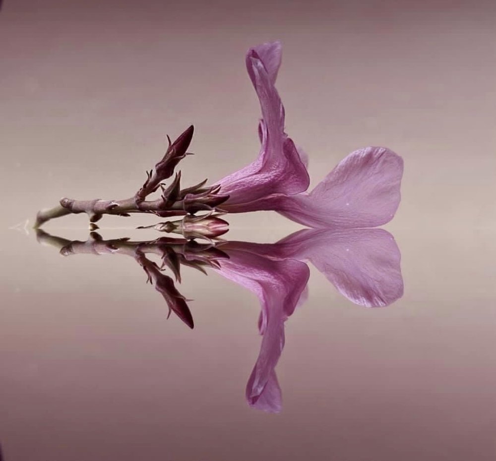 Фотография автора Loreta Tepshi