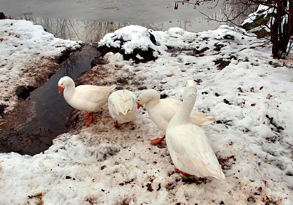 Photograph by Михаил Малец