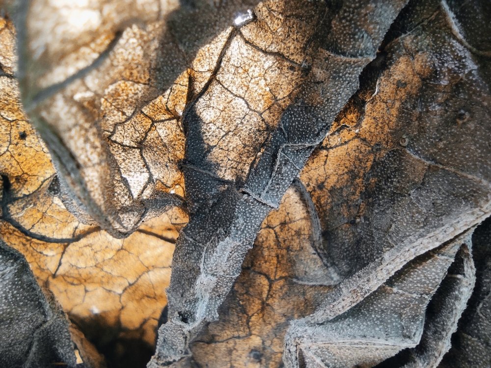 Photograph by Bistupada Mondal