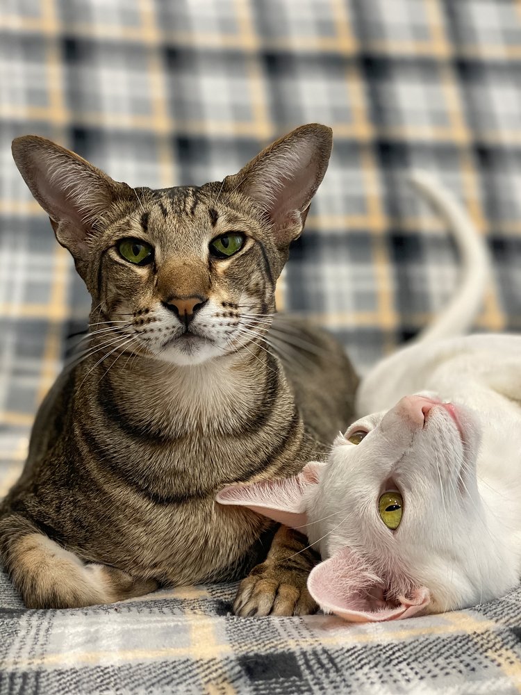 Фотография автора Алла Никитина