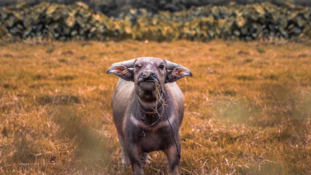 Winking Buffalo in the countryside